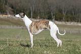 WHIPPET 363